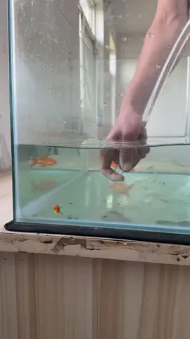 #TikTokLearningCampaign #AnimalFacts 