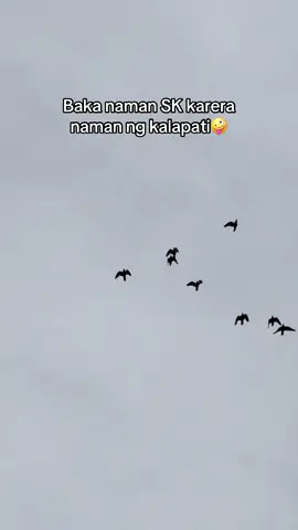 Maiba naman hahaha#pigeon #pigeonracing #grasaline #southderbyrace2026 