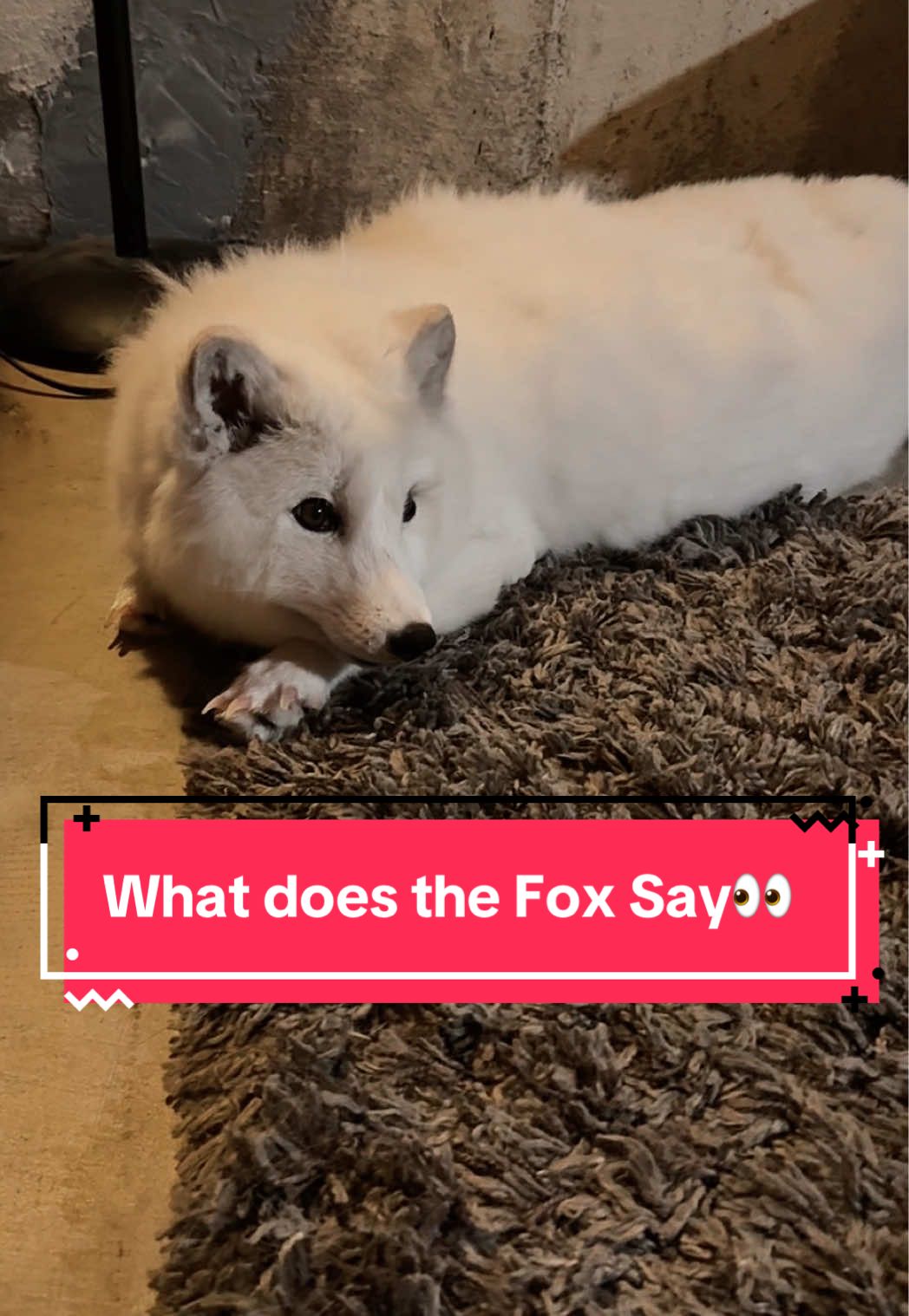 Listen with caution, my Fox is extremely loud 😂🦊♥️ #fox #arcticfox #whatdoesthefoxsay #floof #fy #fypシ #domesticatedfox 