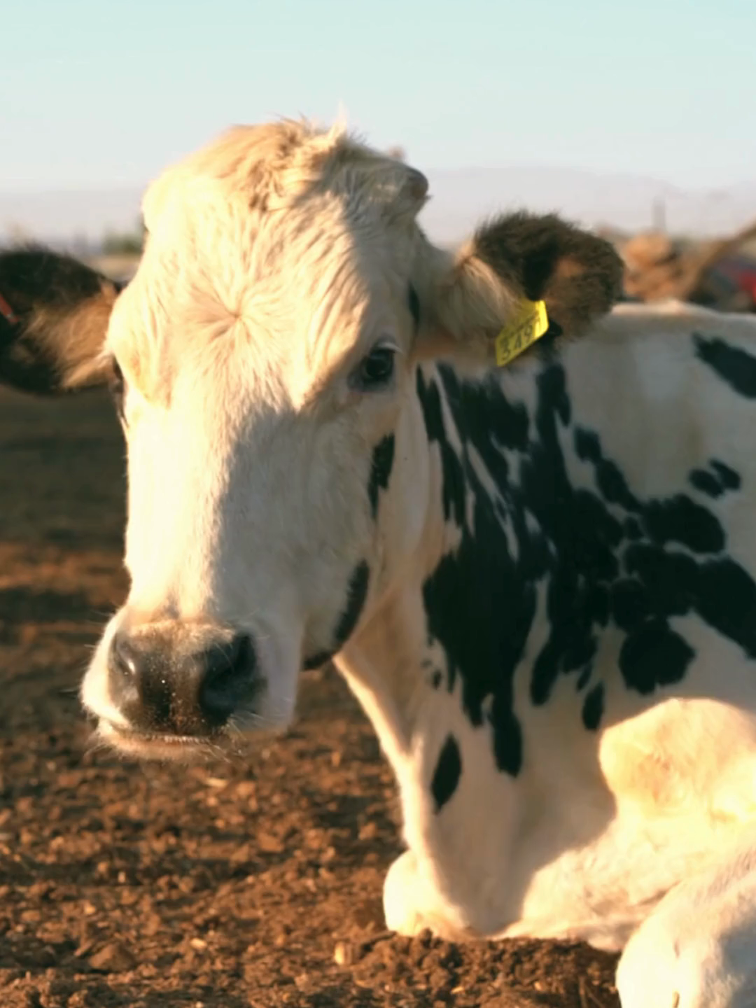 SABIA QUE AS VACAS TEM MELHORES AMIGAS🐄❤️ Sim, vacas têm melhores amigas e ficam tristes quando são separadas!🐮💔 Elas mugem mais, ficam agitadas e até produzem menos leite sem a bestie do lado. Tem a vaca líder, a tímida, a curiosa...🐄 Elas são mais sentimentais que muito humano por aí! Comenta aí: Sua amizade é tão forte quanto a de uma vaquinha? 🐮❤️ @321curiosamente #CuriosaMente #VacasAmigas #CuriosidadesAnimais #FatosSobreVacas #BFFBovina #CuriosidadesFofas #AmizadeAnimal #NaturezaEngraçada #SquadDoPasto #CiênciaComHumor #curiosidades #curiosidadeshistoricas #curiosidadeshistóricas #curiosidadesgeeks #curiosidadesdanatureza #curiosidadesgeeks #curiosidadesinteressantes #curiosidadesdomundo #fatoscuriosos #fatoscuriososdomundo #fatosinteressantes #VocêSabia #sabiadisso #sabianão #ciênciacuriosa #ciênciasemfim  #mundocurioso #curiosidadesinteressantes #descubramais #CuriosaMente321 #curiosamente321  #culturageral #aprendizadodivertido #astronomia #aprendinoyoutube #youtubebrasil #youtubeeducativo #incrível #incrivel #incrivel #sabiadisso #sabiasque #descobrihoje #aprendizadodivertido  #paravocê #paravoce #paravocêforyou #paravocêpágina #paravocêforyou #foryou #foryoupage #shortsfeed #shortsfeeds #shortsfeed2025 #shortsfeed_ #shortsfeedvideo #shortsfeedshortvideo #ytshorts #ytshortsfeed #ytshortsviral #yt #ytshort #ytshortsvideo #pleasesubscribe #pleasesubscribemychannel #pleasesubscriber #like #likeforlikes #likes #lyrics #lyricsvideo #likeandsubscribe #video #videoshort #videoviral #videoshorts #viralreels #vídeocurto  #shortsbrasil #shortsbrasileiros
