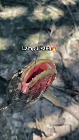 #CapCut #mancing #hobi 
