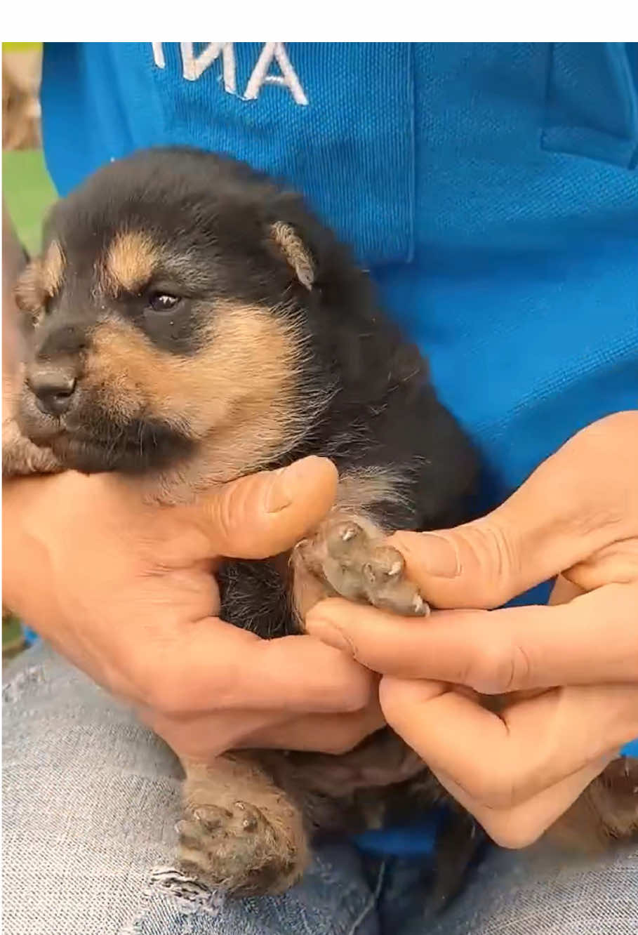 #dog #animals #animalsrescue #cat #fyp 