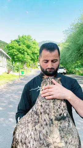 Обнимашки с филином#любовь❤ #обнимашки #филин #топ #питомник 