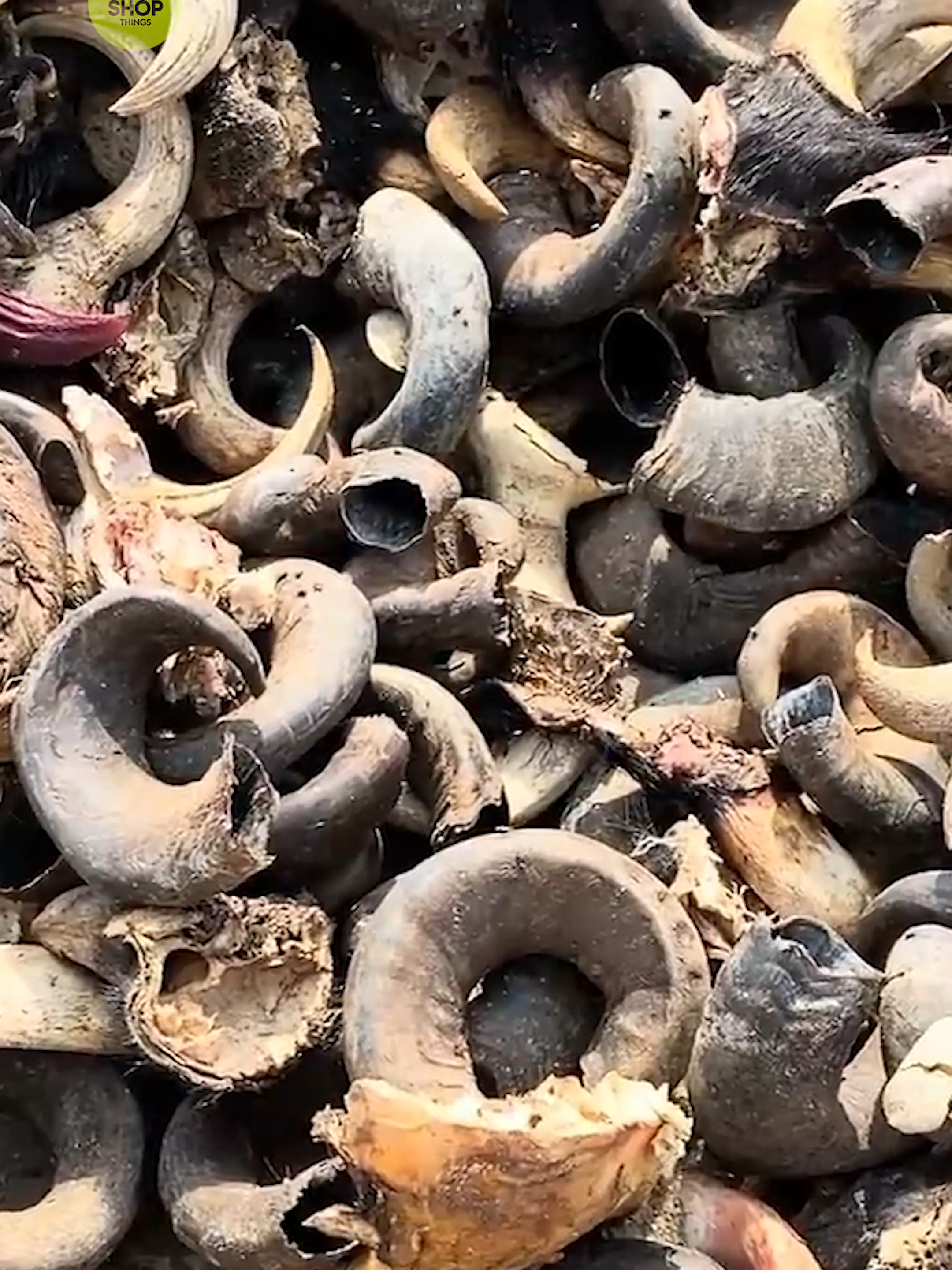 Recycling Waste Horns into Luxury Mugs! #fyp #luxury #recycling #horns #waste