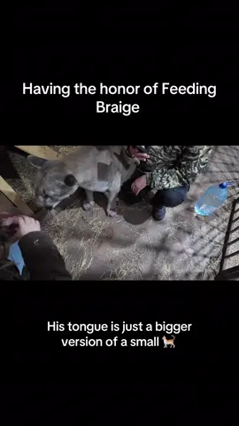 Feeding a puma 
