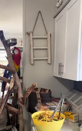 Merlin trying to be sneaky sneaky and get a bite of that chop! #fyp #foryou #parrotsoftiktok #macawsoftiktok #scarletmacaw 