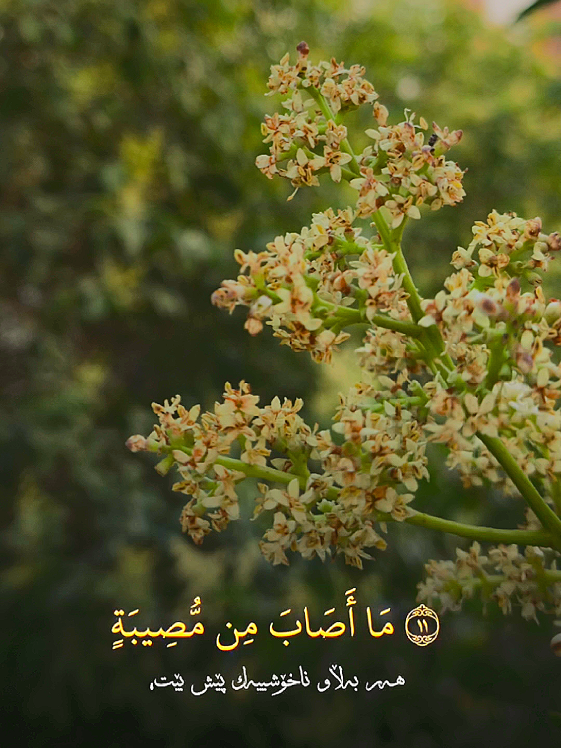 #CapCut #viral #fyp #foryou #quran #muslim #islam #islamic_video 