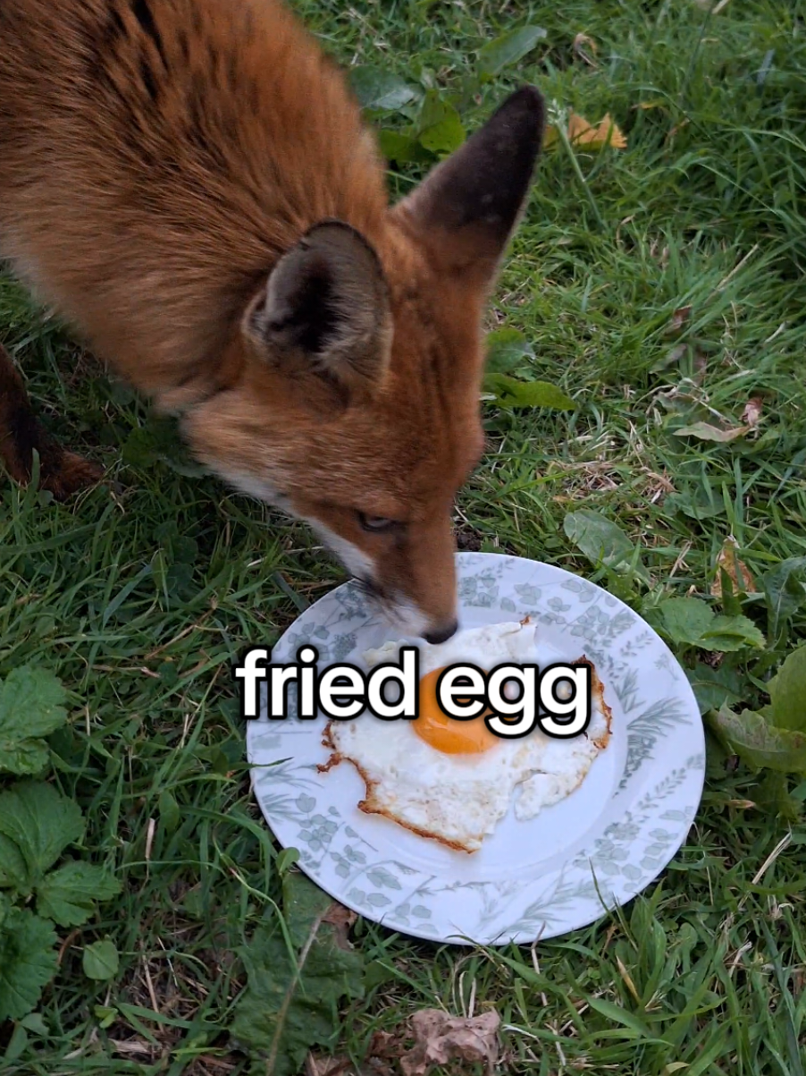 I think some of you might be happy to see something other than a raw egg😭😆 maybe she was aswell haha #animalsoftiktok #animals #animal #wildlife #foxesoftiktok #fox #undertale #deltarune #tails #cute #talesthefox #funny 