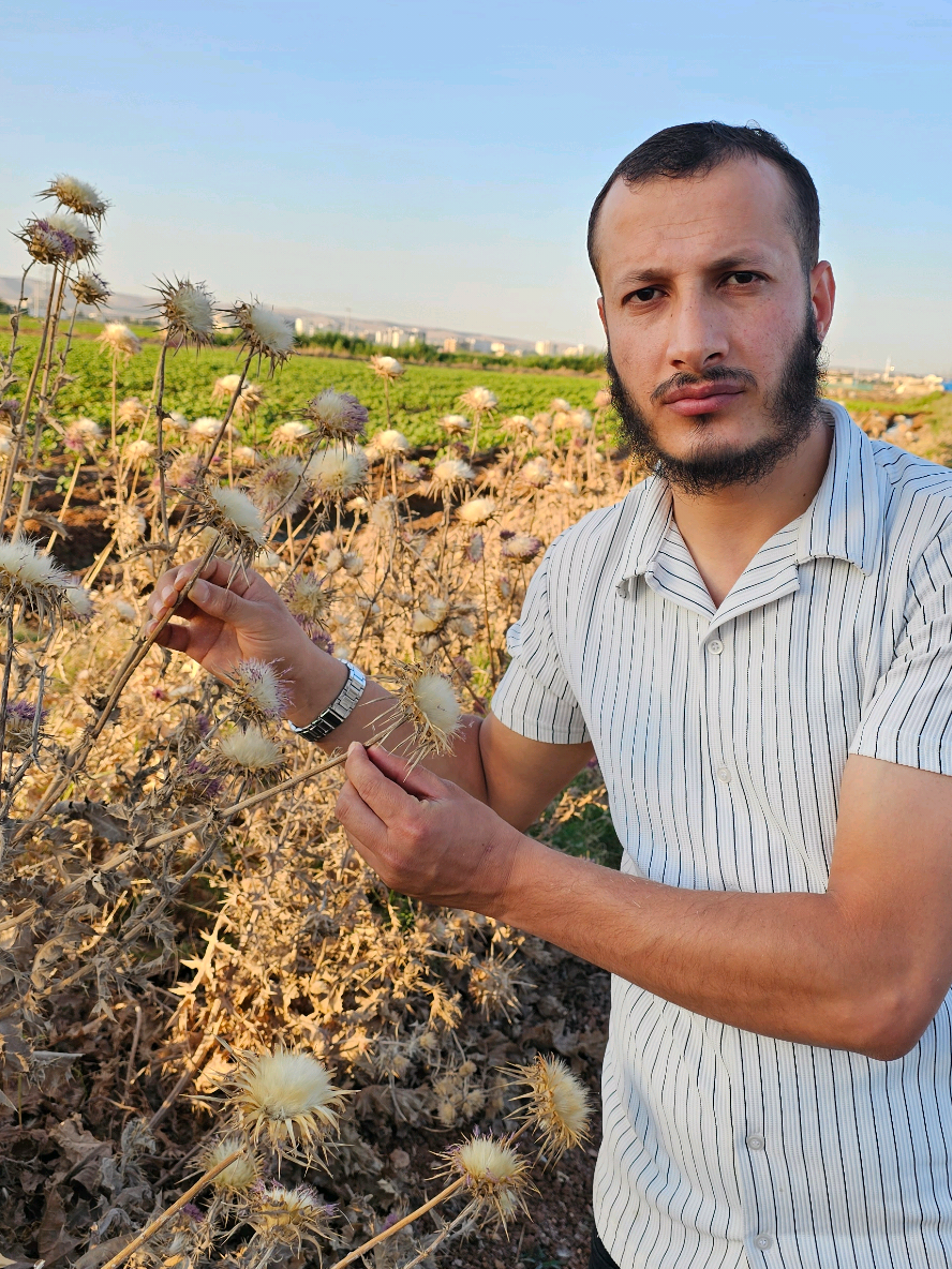النبات الأول للكبد يعالج كل مشاكل الكبد ويقوي الجسم ويرفع المناعه بشكل رائع  بذر شوك الجمل حليب الشوك #سوريا_ايران_تركيا_اليمن_السعودية_الكويت_المانية_باكستان_النبات_الول_بل