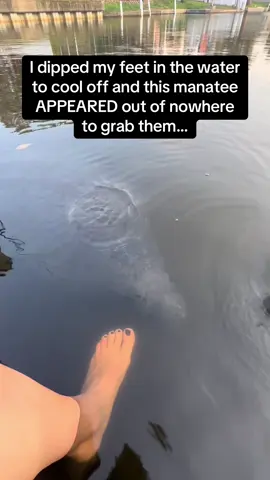 Quentin Tarantino if he were a manatee 🤣😂 #RoadTo18M #Pubity  (Via: ViralHog)