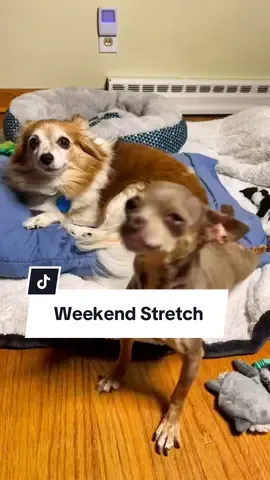 #dog #weekend #fyp 