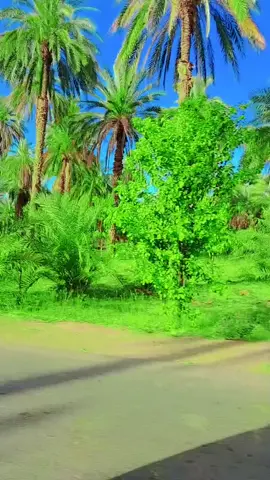 #شوايقه💚السودان_مروي_الخرطوم_بحري_امدر #القرير_الولايه_الشماليه #شوايقه_والبلد_رايقه #مشاهير_تيك_توك #السعب_الصيني_ماله_حل😂😂😂 