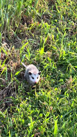 Little baby possum we ran into on a walk in the prairie. #possum #cute 
