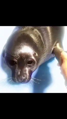 boba eyes #sealsoftiktok #fyp #silly #seal #seals #baikal #seals#baikalseal #boba #fypシ #viral #sealplush #pinniped #iloveseals 