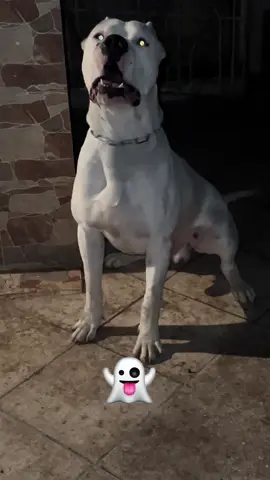 #dogoargentino #dogoargentinopower #dog #dogs #dz #perros #dogoftheday #viralvideos #dogoftiktok 