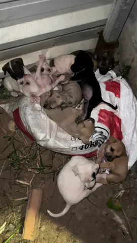 Uma pá de cachorros abandonados nem sei oque fazer #cachorro #fyp #foryoupage 