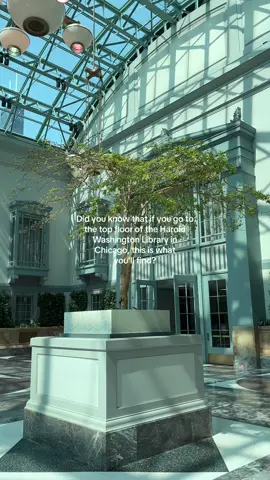 Harold Washington Library Winter Garden located on the 9th floor and open all year round Free entry No reservations  WiFi  #chicago #chicagoarchitecture #hiddengems #thingstodoinchicago #downtownchicago #chicagothingstodo #haroldwashingtonlibrary #chicagobucketlist 