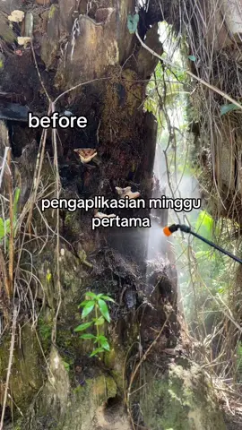 kata siapa jamur ganoderma gak ada obat nya, ini buktinya aussie hanya 2x aplikasi jamur ganoderma langsung busuk#aussie #sawitstory #sawit🌴 #sawittiktok🌴 #fyp #foryou #pekanbaru #riau #sawitriau #sawit 