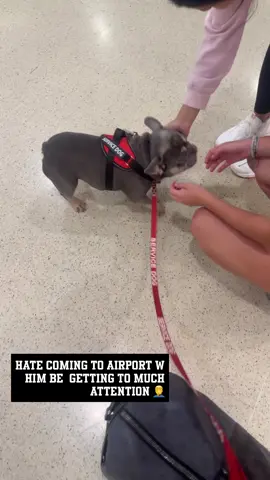 I can’t walk thru the airport for one second without somebody stopping my lilac and tan French bulldog Cartier 🤦‍♂️🤣 #frenchie #frenchiesoftiktok #airport 