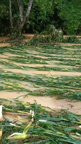sau trận lũ để lại hậu quả chưa ngừng vẫn còn mưa NC lũ lại lên 😭🥲🥲#baolumienbac #xuhuong #learnwithtiktok #methiennhien 