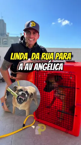Linda uma SRD que não aceita sair do prédio na av. Angélica em SP #adestradormisterpet #adestramentodecaes 