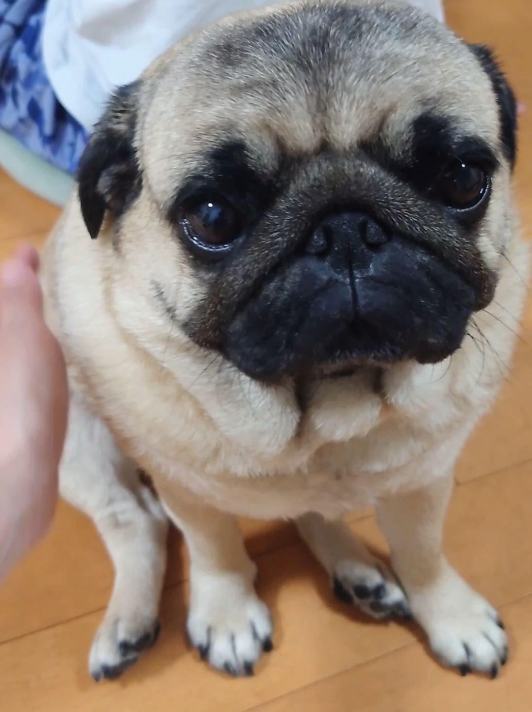 あなたはだんだん眠くなる〜 撫でてると眠くなってくる福ちゃん❤️ #パグ #pug