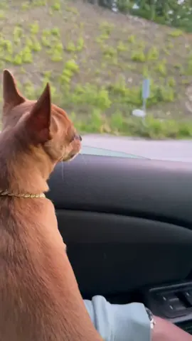 My bodyguard protecting me 🐶👮‍♂️ #dog #chihuahua #chihuahuastiktok