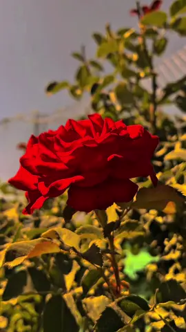 دل تو کرتا ہے کہ معاف کر دیا جائے اسے 🙃 پر شرک تو خدا بھی معاف نہیں کرتا 🥺