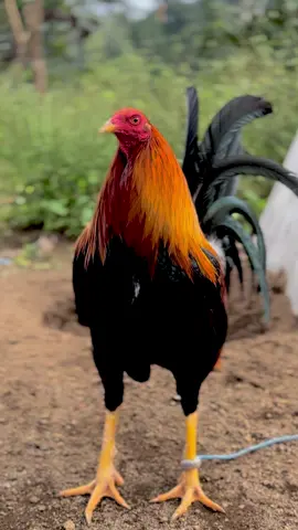 PESONA PEJANTAN DI KANDANG 🐉❤️‍🔥🤙 #ayamimport #ayamphilipin🇵🇭 #wiragemefarm 