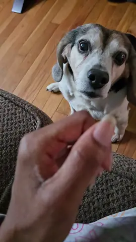 Sweet Bruno #beaglesoftiktok #dogsoftiktok  #lynchburghumanesociety 