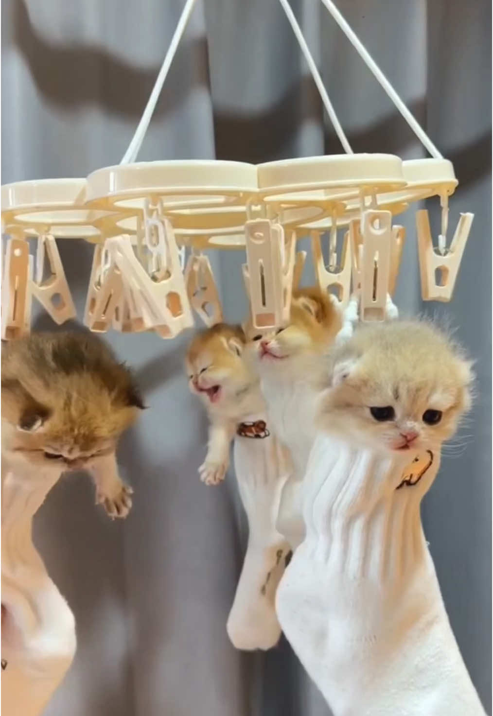 The rain has stopped, let the kitten dry off too.🤪#catlover #babycat #kitten #funnycat 