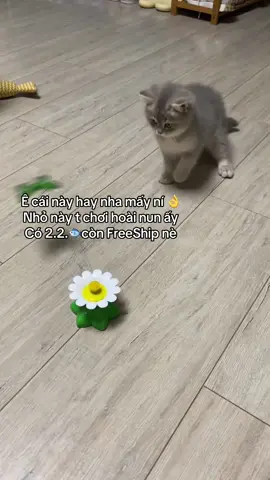 Đồ chơi cho mèo #pet #cat #catsoftiktok #xuhuong #tieubonday #mèo #thucung #dochoichomeo #dochoichothucung 