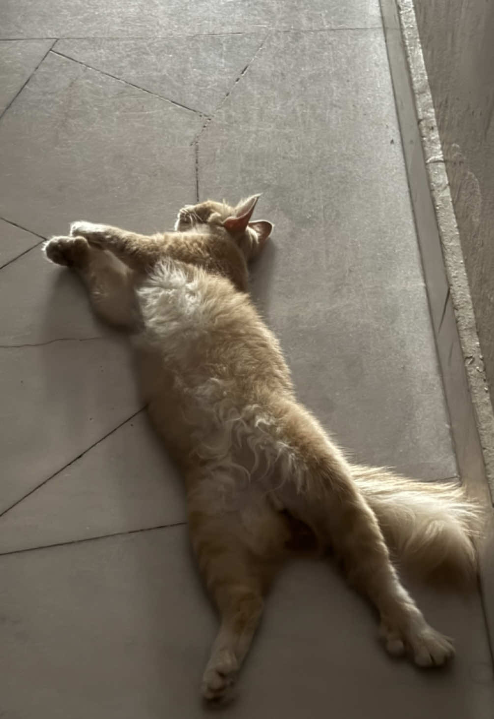 ada yang aku cangkul tangannya ni kang #catsoftiktok #cangkulviral #