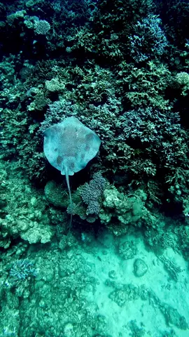very lucky #turtle #wadilahmyazur #marsaalam #underwaterlife🐠🐟🐚🐬🐙🦀 #snorkeling #شعاب_مرجانية #البحر_الاحمر #goprophotography_ #مرسي_علم #egitto #fish #redsea #underwaterlife #غوص_ف_أعماق_البحر #sataya 