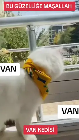 ❤️🌼❤️VAN❤️🌼❤️#van#vanmerkez#vangölü#vanedremit#vankedisi#fyp#keşfettttt#tiktokkkkkkk#fyp 