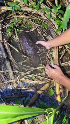 https://vt.tokopedia.com/t/ZSkvaNLY8/ #showcase #fish #ikan #nelayan #fisherman #mancing #fishing #berburu #mencari #hunting #ikangabus #ikanharuan #kutuk #kocolan #ikantoman #assalamualaikumwarahmatullahiwabarakatuh 