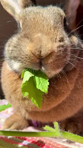 Happy Sunday, dear bunfriends 💚 Wilma #yummyinmytummy #hungrybunny #eatyourgreens #leafygreens #eatyourcolors #cutebunny #bunnies #bunnylove #chonkosaurus #kaninchen #kaninchenleben #fyp #foryou 
