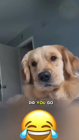 When dogs have more drama than humans 🐶💬😂  #FunnyDogs #TalkingDogs #DogVoices #ComedyPets #DogTok #PetHumor #DogsOfTikTok #BarkBanter 