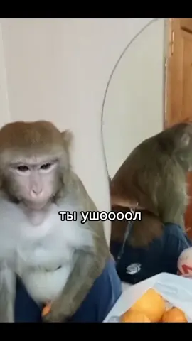 #манки #monkey #bibizyankabrad 
