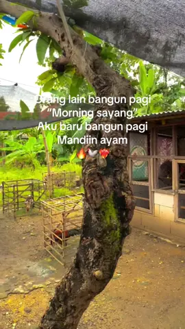 #salamsatuhobiayamindonesia🐓🐓 #peternakmudafarm🐓 #bangkokthailand #bangkokxmangonindonesia🇮🇩 #bangkokselatansuper #bangkoksuperindonesia #ayammangonindonesia #salamsatuhobiayam #fypmasukbranda #pakkumisfarm #fypシ゚ #fyppppppppppppppppppppppp 