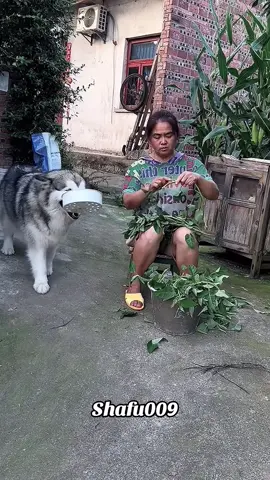 #粉丝一千万#pet#pets#cute#funny#viral#dog#funnydog#funnyvideos#foryou#IoI#fyp#fypシ゚