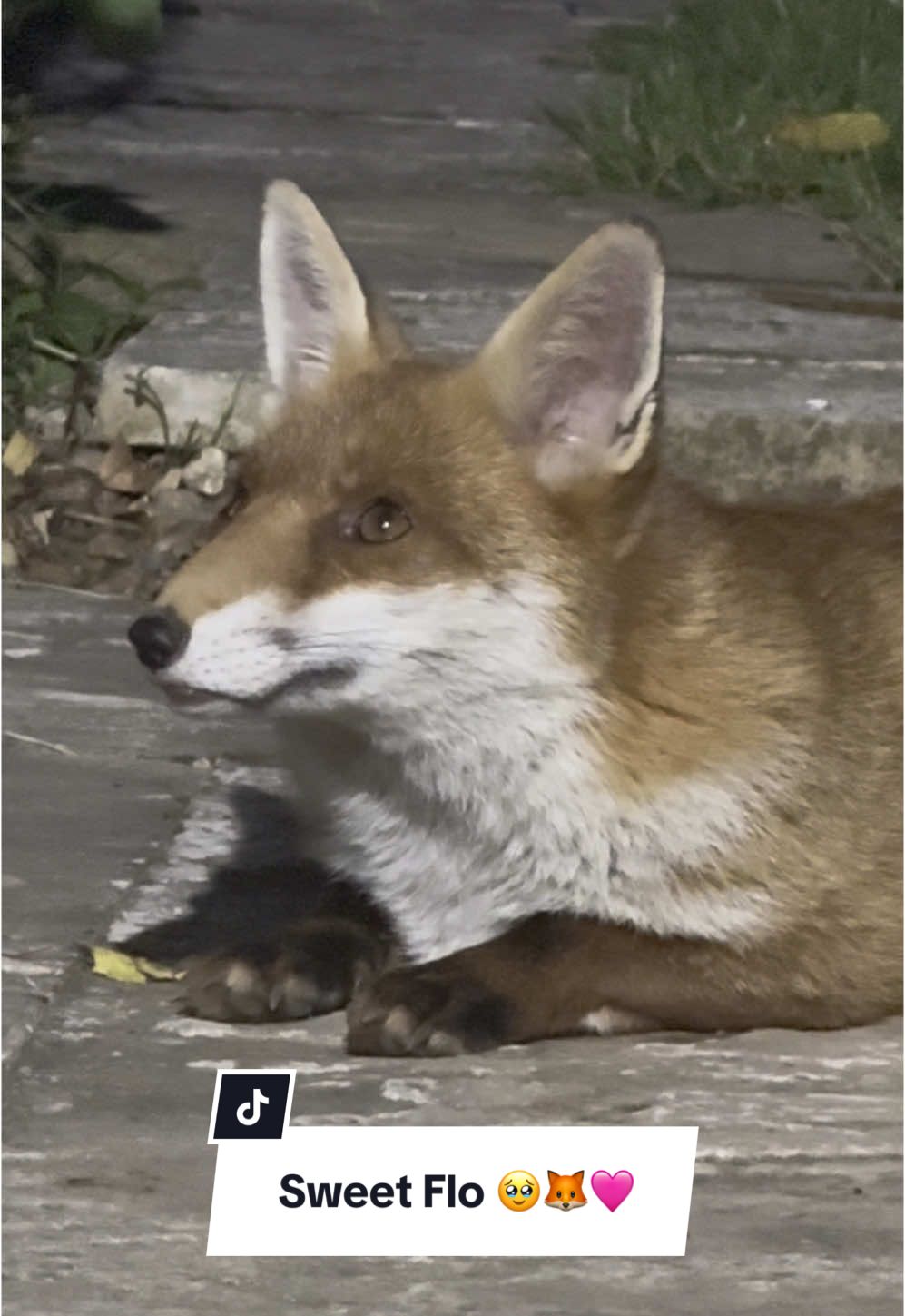 My sweet Flo 🩷🦊 #fox #foxtok #flo #theadventuresoftinyflo #foxesoftiktok #follow #FYP #funnyanimals #wildlife #foruyou #like #xyzabc #wildfoxfeeding #funnyanimalvideos #wildfox #redfox #wildlifevideos #cute #cuteanimals #cuteness 