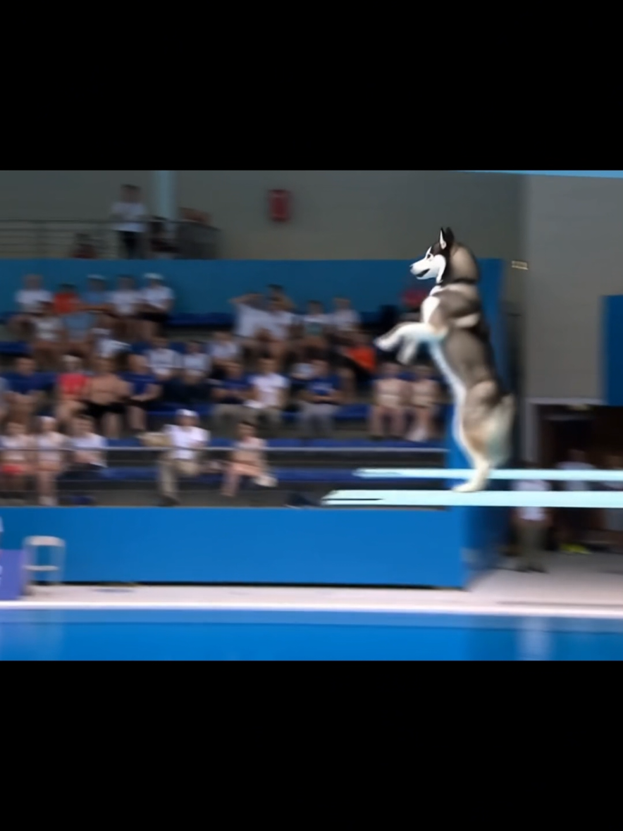 Animals at the Olympics!🏆 Dogs • Cats • Apes • Kangaroo • Koala dive for gold-comment your champ 👉 #hailuo #dogs #animals #cats #olympics #funny 