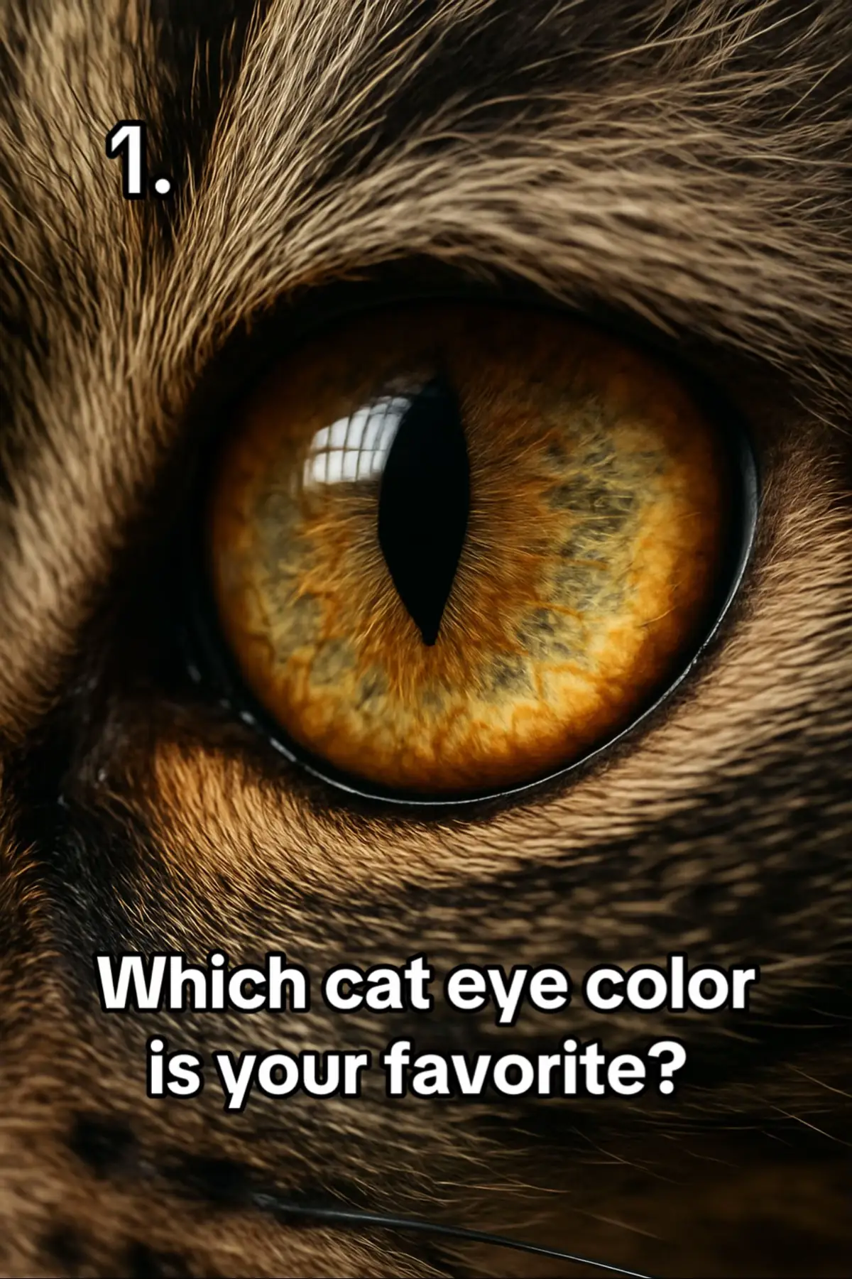 Cat eyes are some of the most captivating in the animal world. With their vertical, slit-shaped pupils, cats can control the amount of light entering their eyes with incredible precision, perfect for stalking prey in both daylight and near-total darkness. Their vision is especially sharp at night, thanks to a high concentration of rod cells and a reflective layer behind the retina called the tapetum lucidum, which causes that famous glowing effect in the dark. Kittens are born with blue eyes, but their eye color often changes as they grow, developing into rich shades like amber, green, gold, aqua, or even “odd-eyes,” where each eye is a different color.  These hues are influenced by breed and genetics. Beyond their beauty, cat eyes are expressive tools, many cats use slow blinking as a sign of trust and affection. Mysterious and elegant, cat eyes reflect both their wild instincts and their deep connection to humans. #eyes #eye #colors #eyecontact #blue #green #hazel #honey #icyblueeyes #cateye #cateyes #browneyes #blueeyes #greeneyes #hazeleyes #brown #animal #world #britishshorthair #catsagram #catloversclub #petstagram #katze #gatos #blackcat #dog #chat #ilovemycat #adorable #instacats #instagood #catphoto #catsofig #kucing #cutekitten #rescuecat #puppy #kittenlovers #funnycat #neko #mainecoon #ragdoll #photooftheday #babycat #dogs #catphotography #fyp #trends #trendsetter #f #pleaselikeandcomment #pleasegoviral #please #pleaseunfrezzemyaccount #unfreezemyacount🙏 #LearnOnTikTok #kittensoftiktok #catlover #catperson #tranding #videoviral #viralvideos #viralvideos #humor #viral #trend #humour #foruyou #foru #viral #forupage #tik_tok #tik_tok_india #tik_tok_fun #america #british #videos #like #following #kittensoftiktok #loveyou #followers➕ #fypsounds #foryoupage❤️❤️ #soft #foryour #pageforyou #page #pageforyou_🔥 #kitty #hellotiktok #kittiesoftiktok #doubleexposure #dogsoftiktok #kittylove #puppydog ##baby##cutebaby##cutedog##kittycat##cats##animalsoftiktok##animal##animation##sweet##foruyou##boost##viralditiktok##virale##viralestiktok##viralvideotiktok##viral_video_tiktok##tiktokviral##explore##ai##gemini##loveyou##thisisforyou##thisis4u##besttiktok##follow##goviral##goodthing##goodvibes