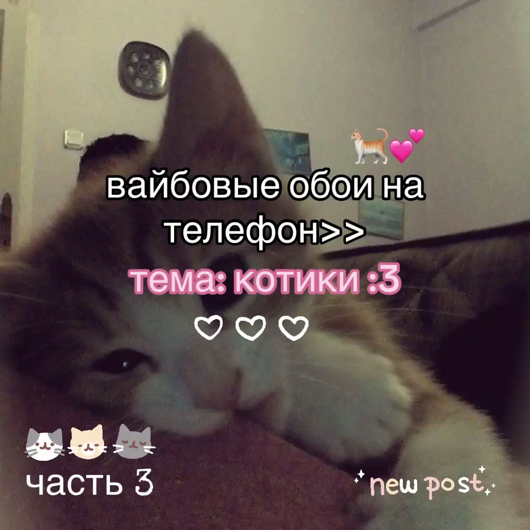 #обои #обоинателефон #котики #вайб #миликотики💗 #оформление #kitty #идеи #рекомендации #реки #активвернись #активчик #elbruso #fypシ゚ #😻🐈 #❤️‍🔥💋💘💕 #🍧🍦🍨 