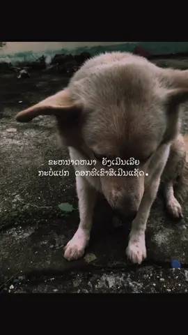 #1 #เทรนด์วันนี้tiktok #ดันขึ้นฟีดที #ยืมลงสตอรี่ได้ #สตอรี่ความรู้สึก #เธรดเศร้าシ #ฟีดดดシ 