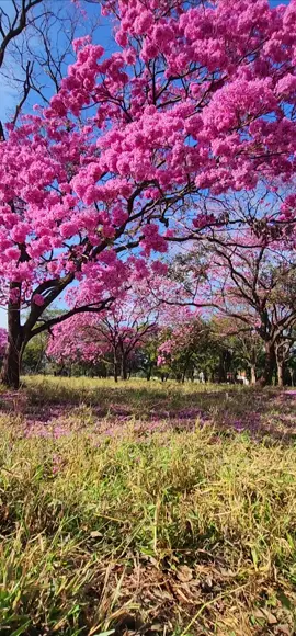 Belezas das natureza  #brasil  #ipe  #flores  #flowers  #trip  #naturezaperfeita 