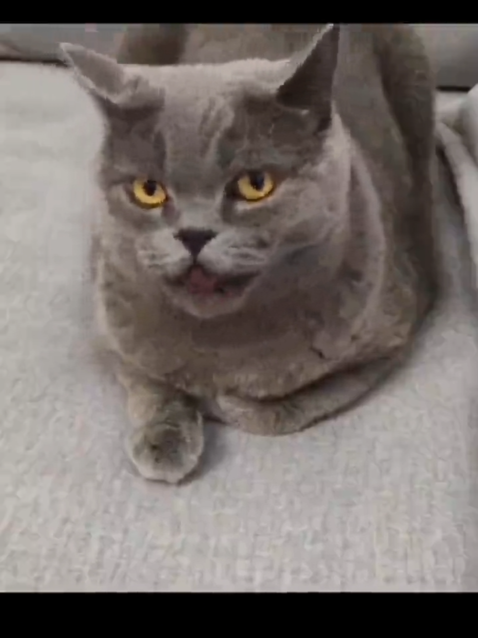 Доставай свой 🐱кошка🐱 #Лимонныедевочки #кошка #🐱 #смехуятина🤣 #🐱кошка🐱 