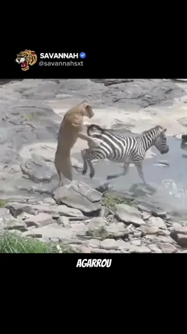 #animaisselvagens #animais #mundoanimal #documentario 