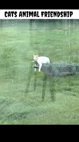 #PetsOfTikTok #cutecat #cats #funnycat #cuteanimals #fyp #foryou #kitty #animalsoftiktok #pet #cat 